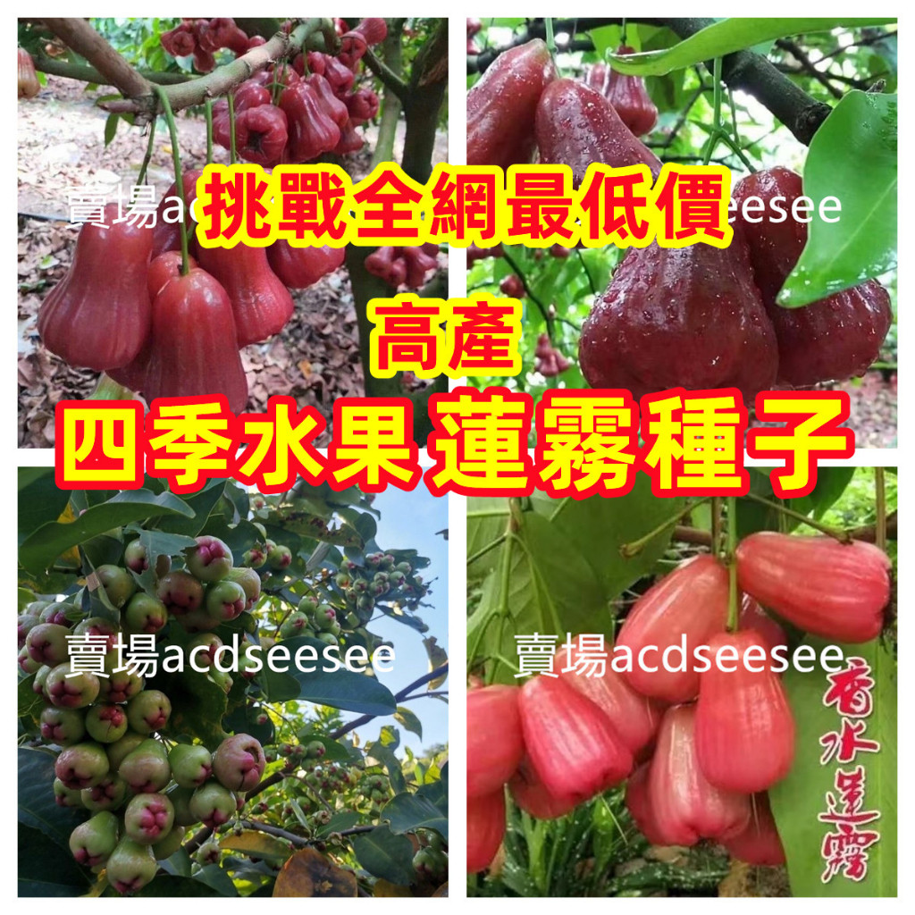 黑金剛蓮霧- 比價撿便宜- 優惠與推薦- 2026年6月