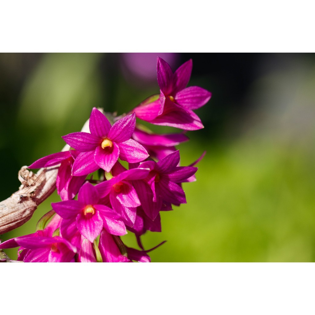 台灣原生種蘭花的價格推薦- 2026年1月| 比價比個夠BigGo