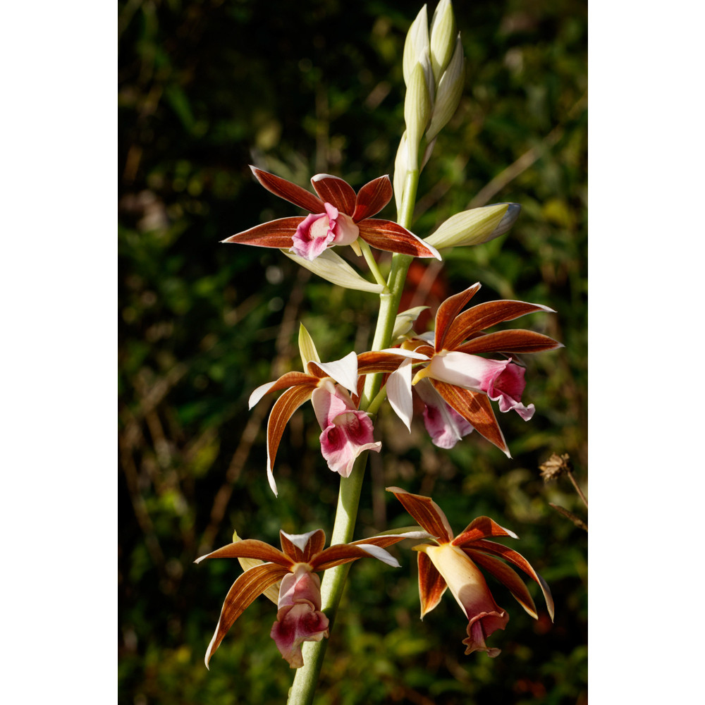 台灣原生種蘭花的價格推薦- 2026年1月| 比價比個夠BigGo