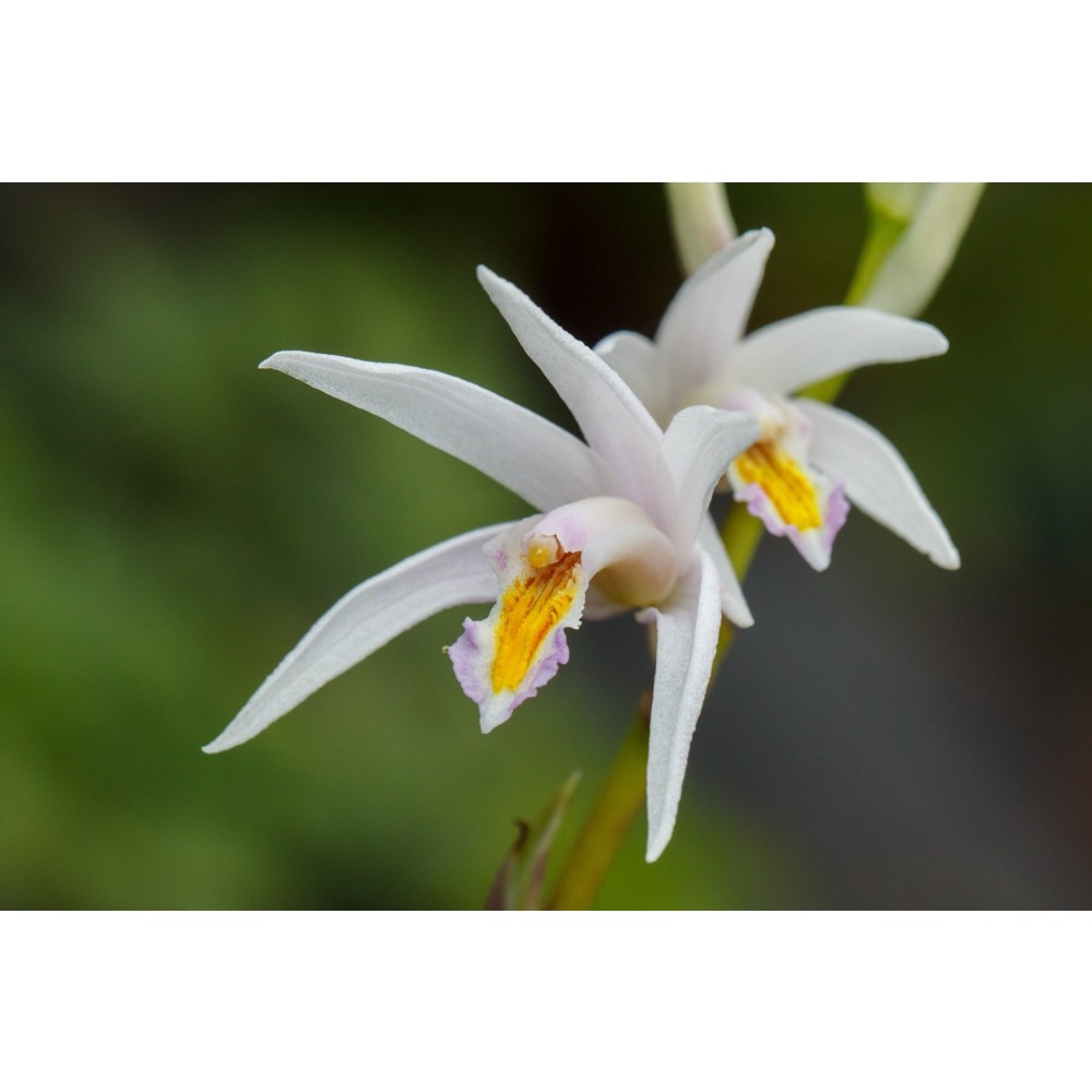 台灣原生種蘭花的價格推薦- 2026年1月| 比價比個夠BigGo