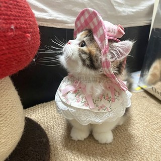 【優惠免運】寵物帽子 狗狗帽子 貓咪帽子 貓咪帽子夏季薄款Kitty貓防曬遮陽帽寵物Ins風拍照裝扮漁夫帽圍兜