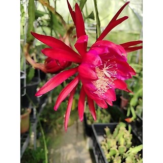 令箭荷花 紅曇花 紅寶石蓮花 29 紅珊瑚 ruby lotus 10公分枝條 仙毬園