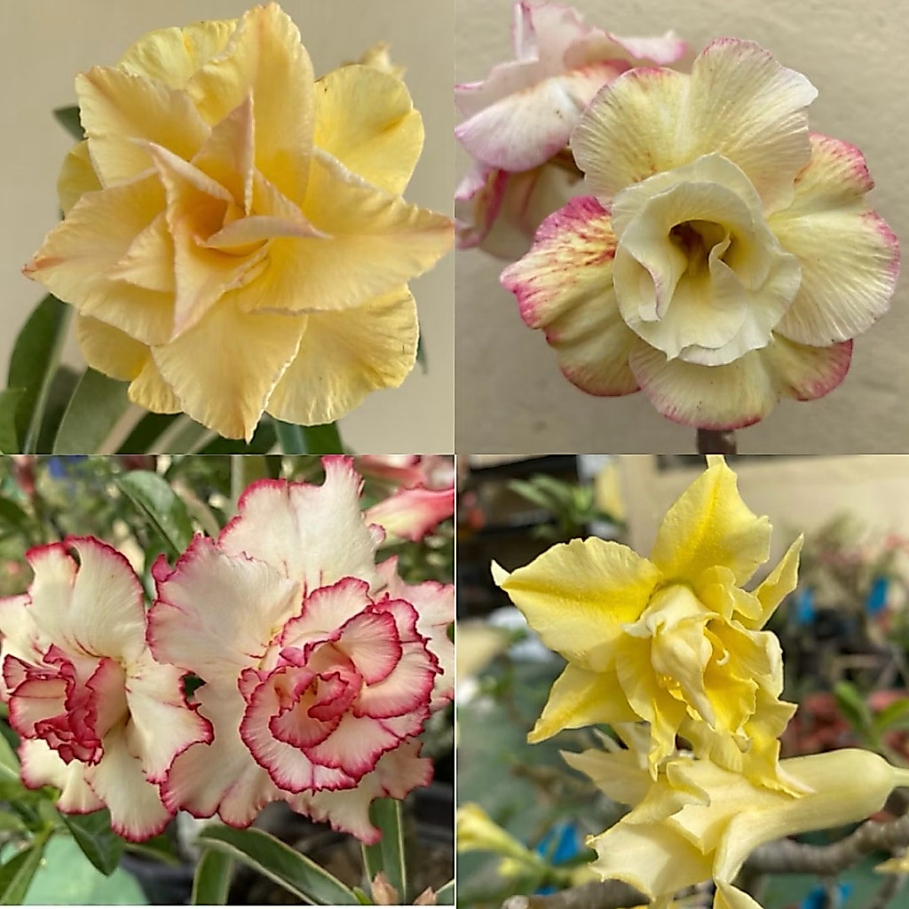 【沙漠玫瑰種子】高發芽率 耐旱植物 珍稀重瓣品系 多肉植物
