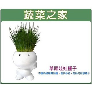 【蔬菜之家】00M10.達冠草(草頭娃娃)種子1公斤