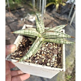 Blue clone white 無錦株 4吋 虎尾蘭