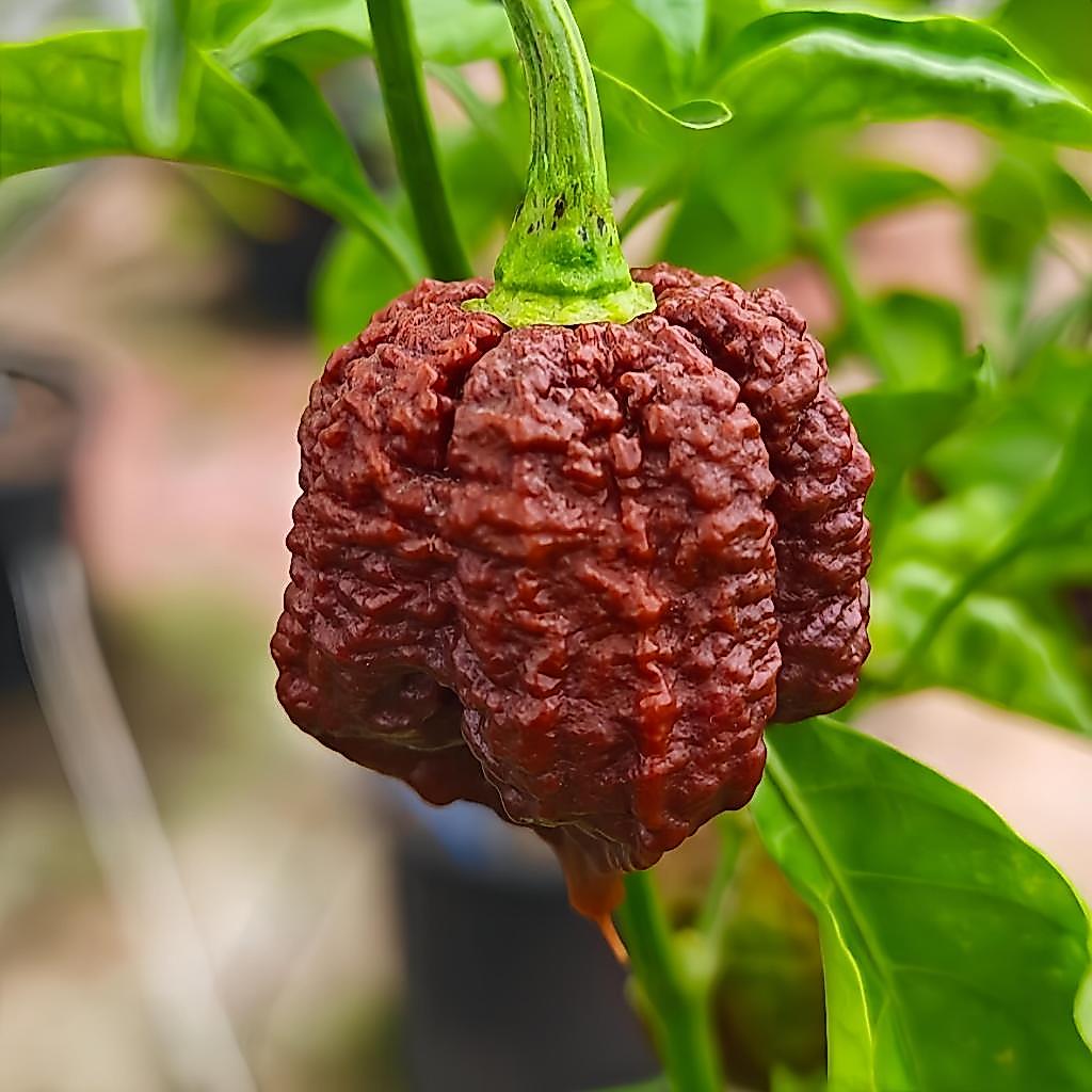 🌶️（啓示錄巧克力 辣椒種子）（超辣）植物長 120-170 CM   盆景觀賞 食用辣椒種子 四季庭院盆栽可種辣椒種籽
