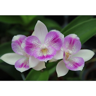 Caulocattleya Chantilly Lace “Twinkle “嘉德麗雅蘭 蘭花植株