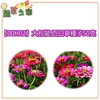 蔬菜之家滿額免運【00H02】大包裝.百日草種子50克(花卉種子)
