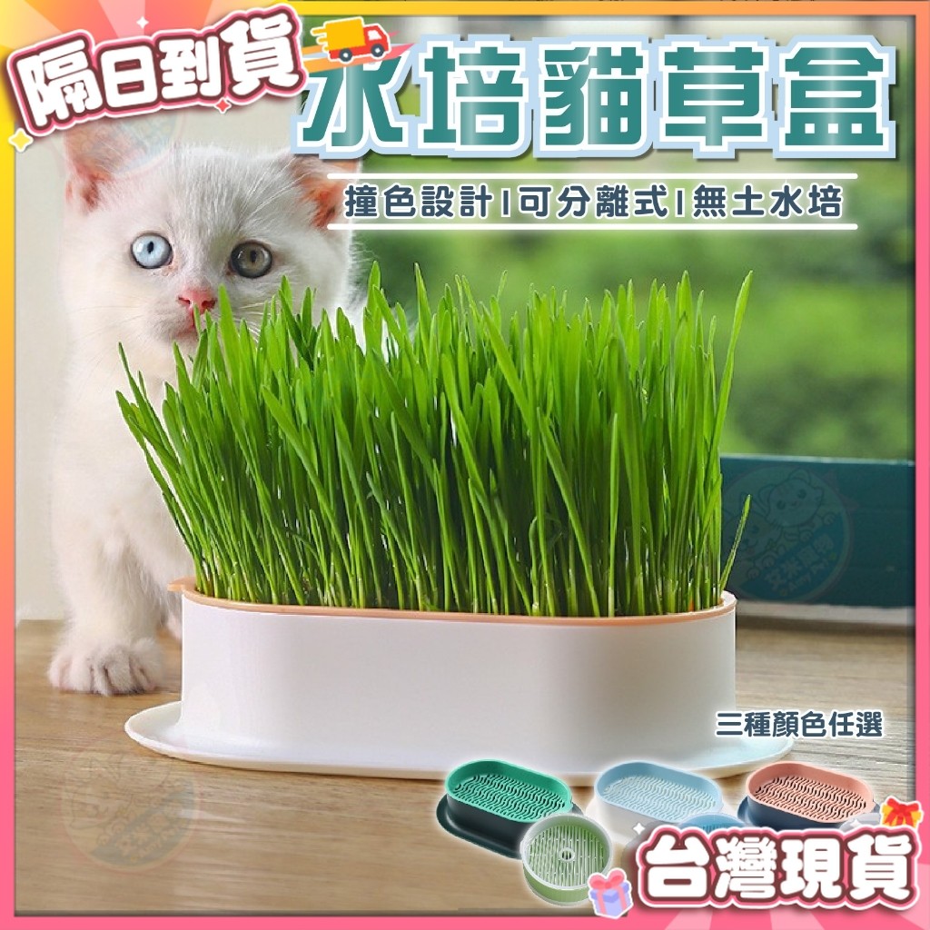 【艾米】水培貓草盒 DIY種植 栽培盒 貓草栽培盒 寵物用品 貓咪用品 水培貓草 栽種盒
