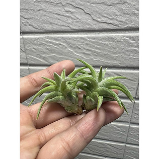 空氣鳳梨 夏威夷 長莖小精靈 ionantha var. van-hyningii “Hawaii”