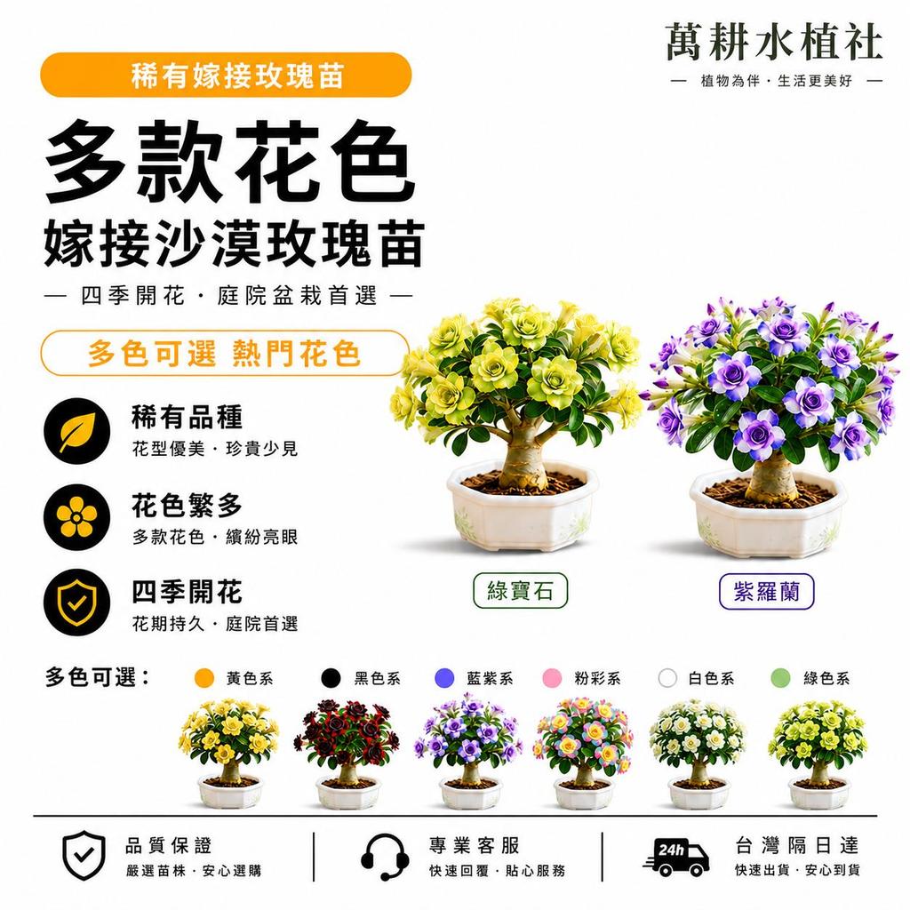 隔日達🔥解決種不活煩惱｜不爛根 黛芙沙漠玫瑰嫁接苗🌷稀有重瓣 耐寒耐熱四季可種 3年 / 5 年壯苗 陽台庭院盆栽專用