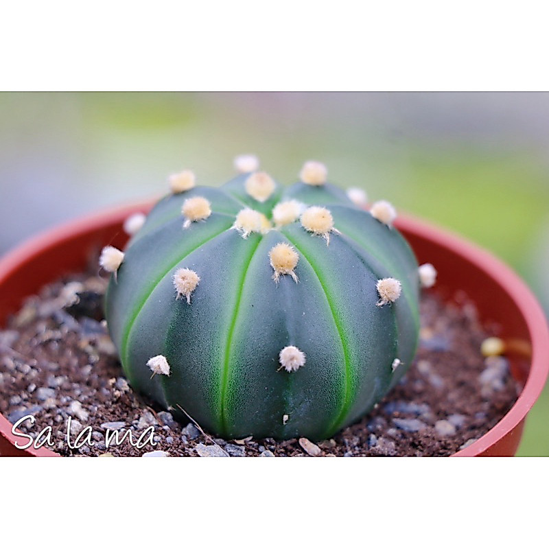 【琉璃兜】（M) 直徑：4 ～5 cm 3吋盆 | 仙人掌科星球屬 |療癒植物| Sa La Ma多肉植物