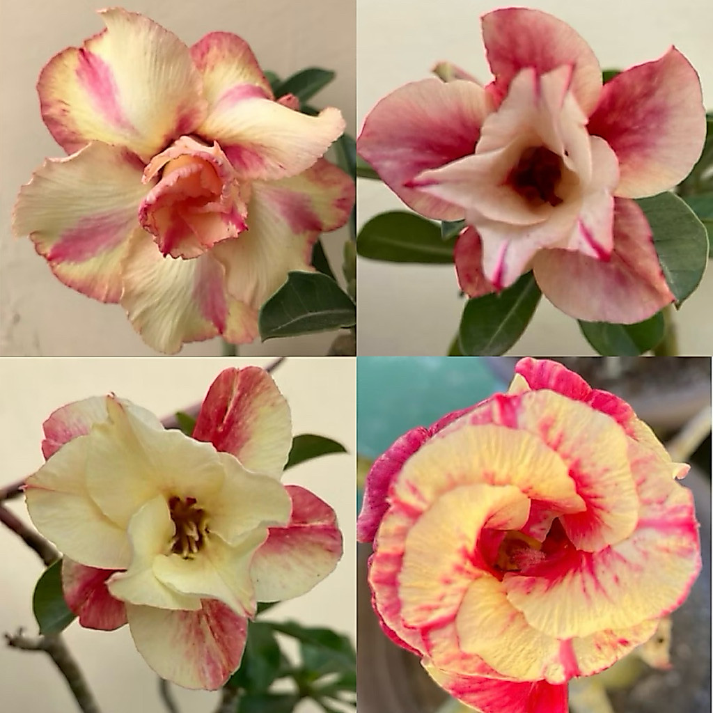 【沙漠玫瑰種子】高發芽率 耐旱植物 珍稀重瓣品系 多肉植物