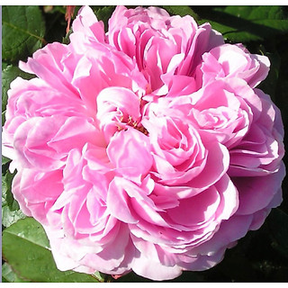 卡迪爾 Jacques Cartier 玫瑰月季枝 花