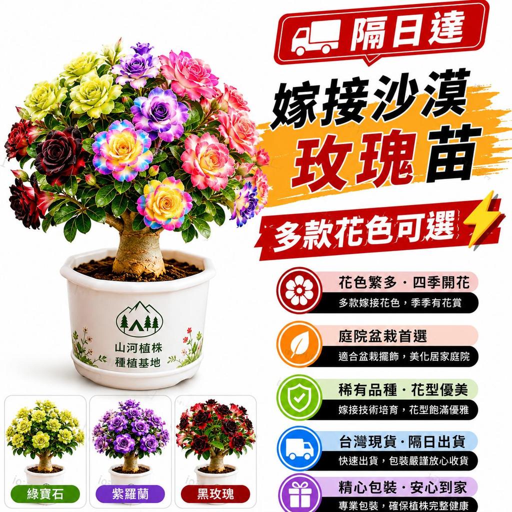 🔥杜絕假苗花色翻車｜農場直出 黛芙沙漠玫瑰嫁接苗 重瓣珍稀品種 四季可栽種好服盆 耐寒耐熱 居家盆栽地栽兩相宜 台灣現貨