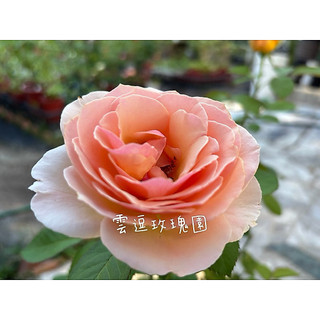 玫瑰花🌹芮妮維亞.又大又香.花巨大.芮尼維亞玫瑰花Genevieve Orsi🌹使用玫瑰專用土