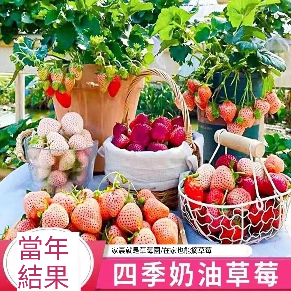 五十款草莓種子（90天吃草莓）日本進口品種~紅顏草莓~奶油草莓~四季草莓盆栽水果種子#Strawberr