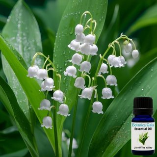 美國製 鈴蘭精油 義大利製 山谷百合精油 Lily Of The Valley 風鈴草 有機萃取 稀有調香原料 原裝