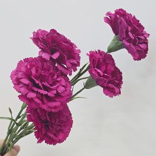 模擬康乃馨假花丁香擺件塑膠花絹花插瓶ins節日裝飾20260325