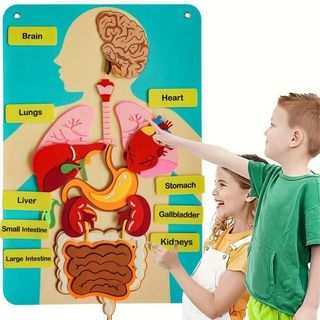 外貿跨境款 Educational Toys 棉質玩具人體解剖模型教育遊戲適合