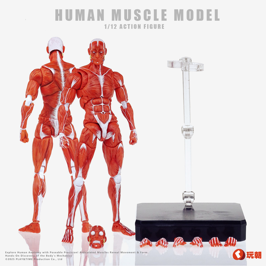 玩朝肌肉人Human Muscle Model 超級可動