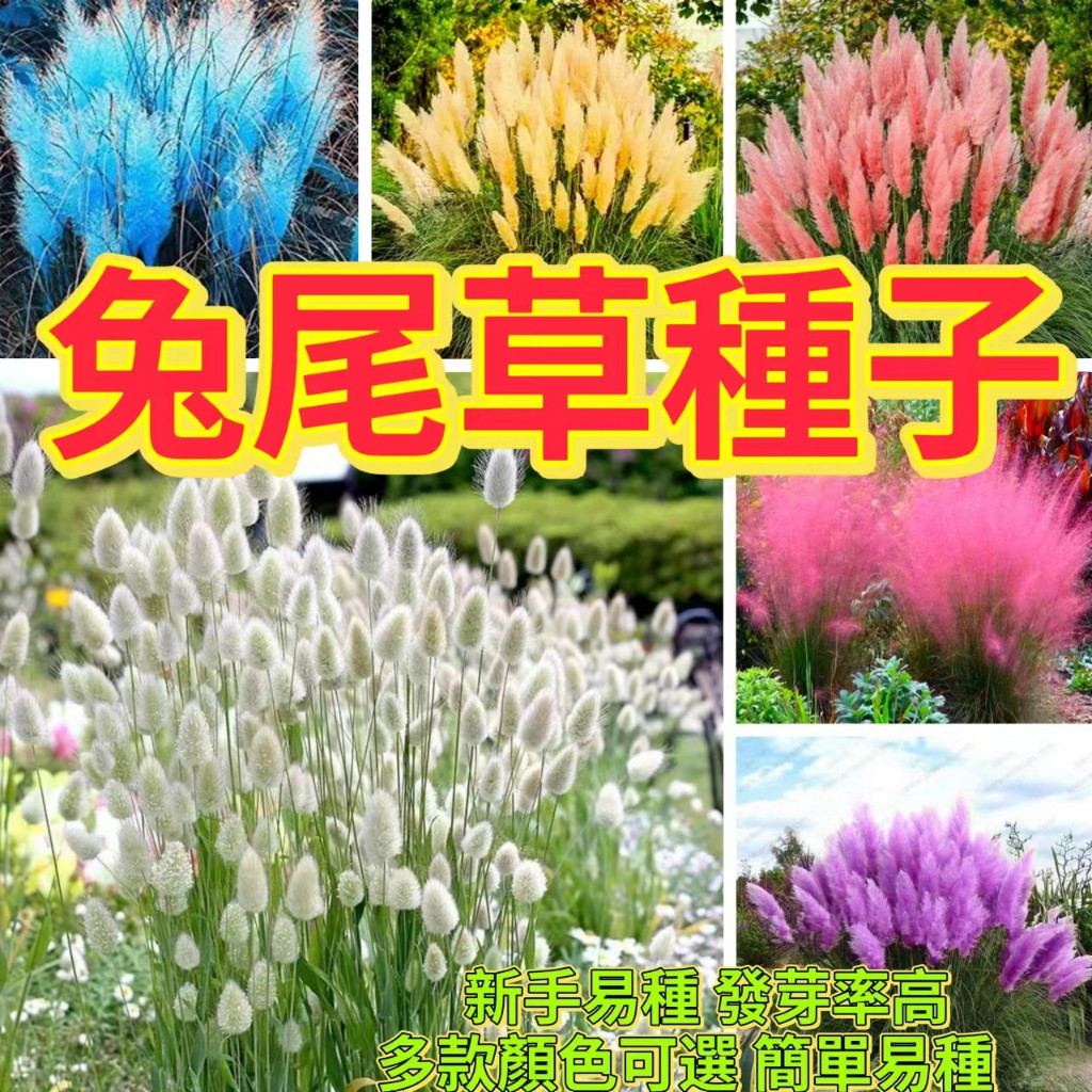 兔尾草 種子的價格推薦 - 2026年3月 | 比價比個夠BigGo