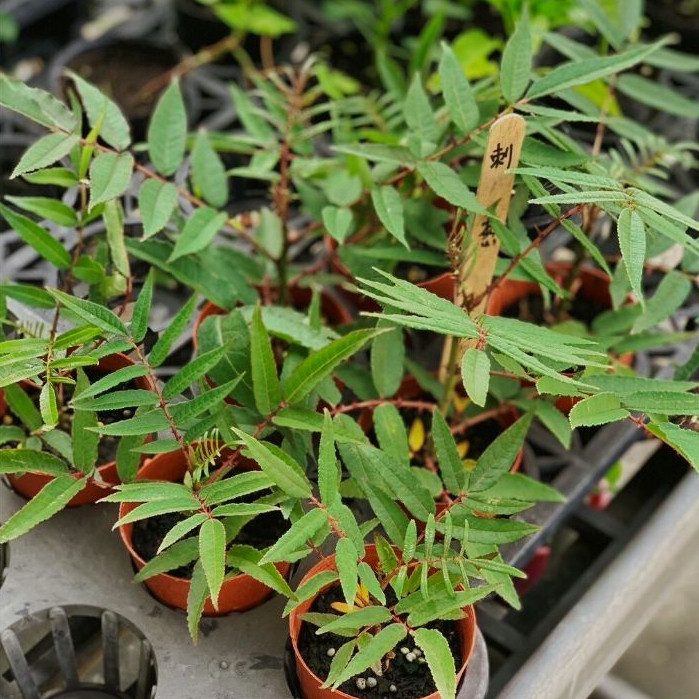 茱萸｜優惠推薦- 蝦皮購物- 2026年6月