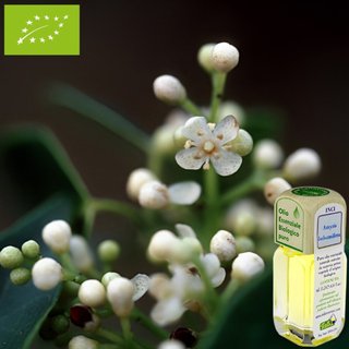義大利製 有機西印度檀香精油 11.3ml Amyris 阿米香樹精油 海地 歐盟有機認證 蒸氣蒸餾 純淨 單方精油