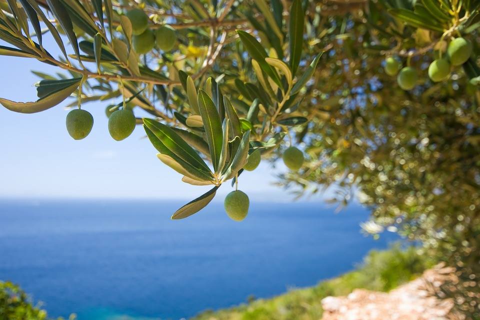 初榨冷壓橄欖油