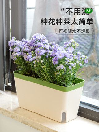 自吸水花盆 懶人長方形花箱 桌面陽臺種植盆 種菜專用盆 家用 【採奕】