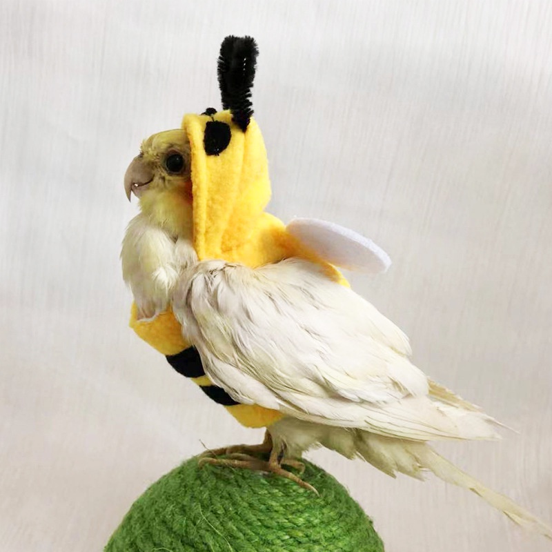 新款寵物鳥衣服鸚鵡服裝秋冬保暖可愛搞笑鸚鵡蜜蜂變身裝