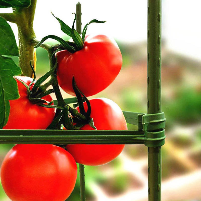 陽台蔬菜番茄番茄架盆栽花架爬藤架辣椒茄子支撐架爬架