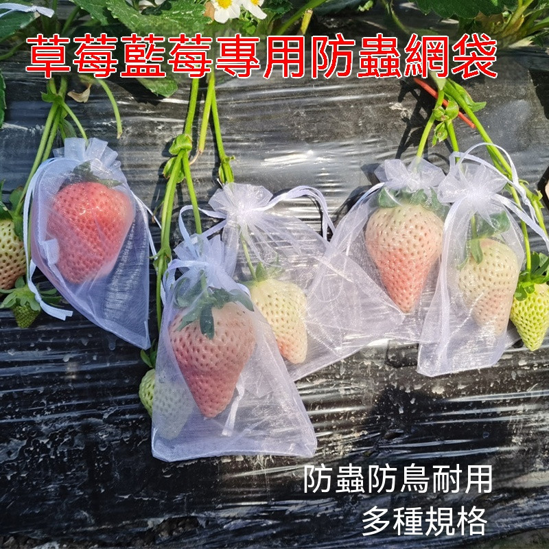 🚚免運🚚 草莓果實套袋水果保護袋防鳥罩防蟲網紗袋透氣番茄黃桃藍莓鳥套網