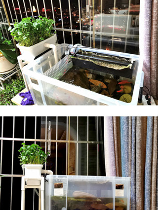 現貨速發 沼澤過濾箱盒DIY自製週轉箱魚缸魚池龜缸專用魚菜共生植物過濾器