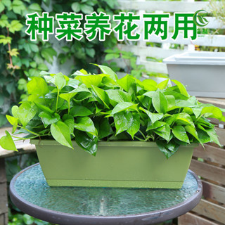 陽臺種菜盆家庭專用蔬菜種植長方形花盆家用塑膠加厚長條盆種植箱 瑞福