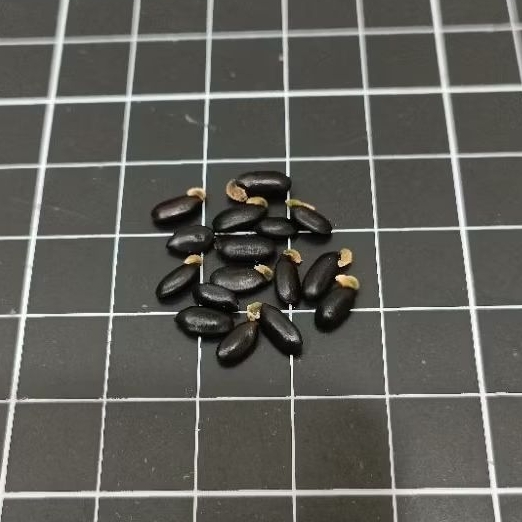 紫葉貝利相思樹（Acacia baileyana var Purpurea）種子10粒-20粒裝