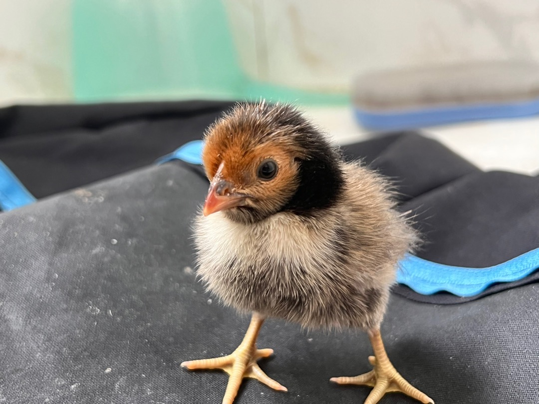 各式種蛋買賣交流 最少單位1组 種蛋 受精蛋 波蘭雞 渣男雞 長尾雞 白鳳雞 鳳梨雞 九斤黃雞 蘆丁雞 蝦皮購物