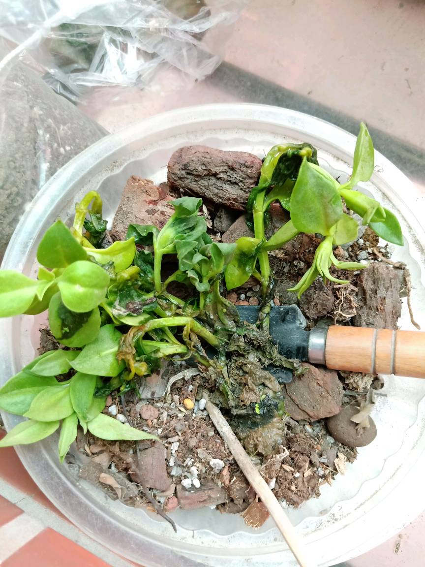 太陽玫瑰 心葉冰花 花蔓草枝條10元 蝦皮購物