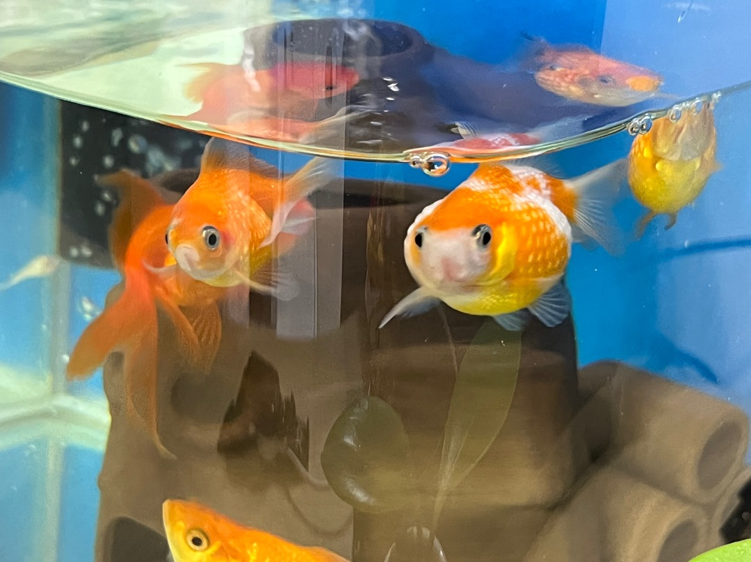細方框 紫砂陶水族飾品 水質淨化 裝飾 蝦屋鯛罐躲避屋魚缸造景水族裝飾水族躲避魚缸裝飾 魚寶貝 蝦皮購物