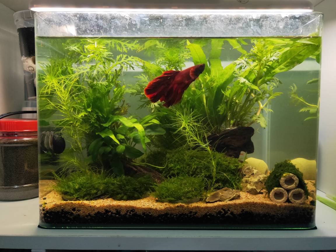 水族最便宜 魚缸底砂底棲砂鼠砂鼠魚砂燈科魚孔雀魚水草缸專用底砂日本sudo 散裝裝 蝦皮購物