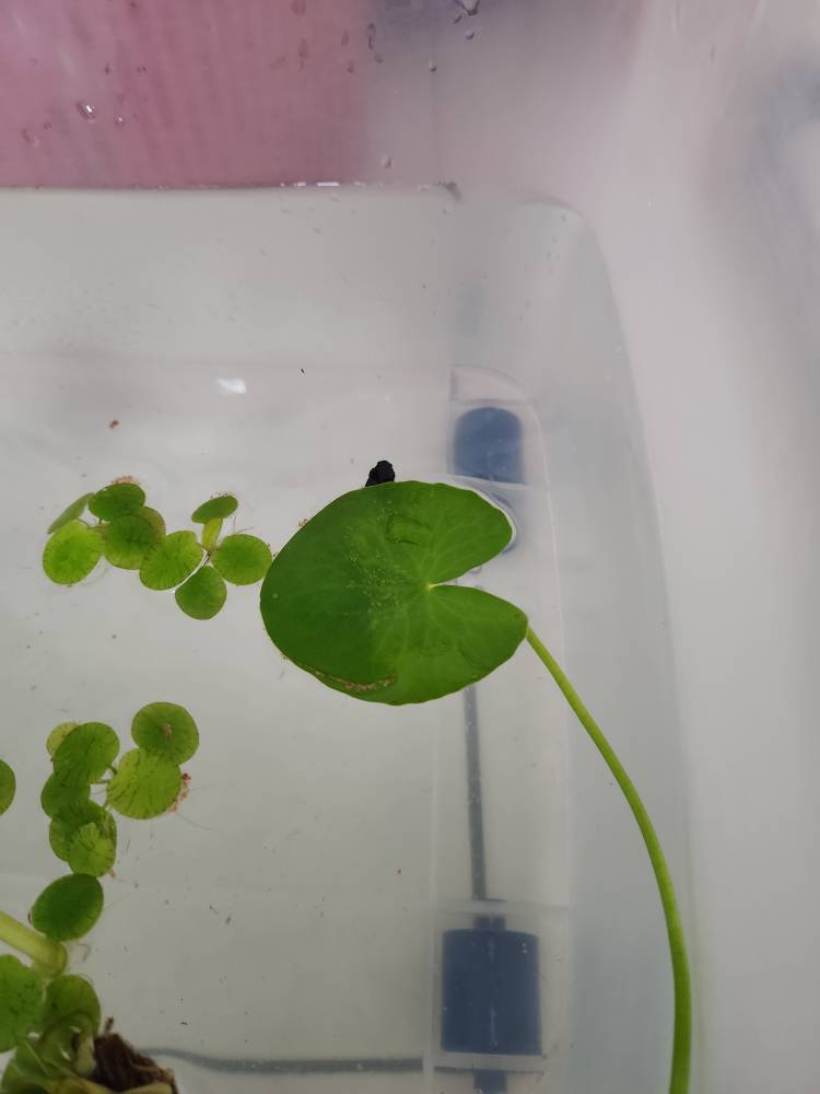 玫瑰水芙蓉 1朵 4朵 水面葉漂浮植物仔魚繁殖真水草漂浮水草水芙蓉水生植物連花盆 蝦皮購物