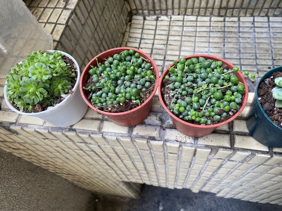 沅鈺農場多肉植物雪木福娘 露養植物有葉傷 蝦皮購物