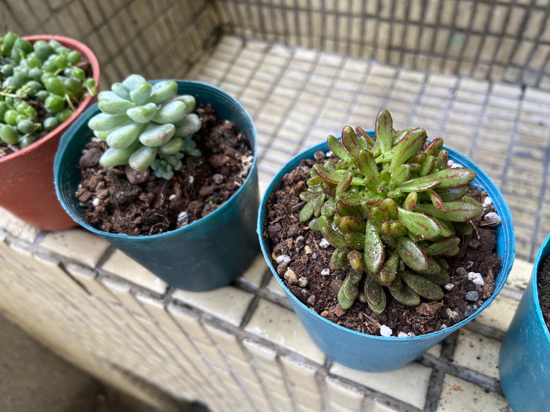 沅鈺農場多肉植物雪木福娘 露養植物有葉傷 蝦皮購物