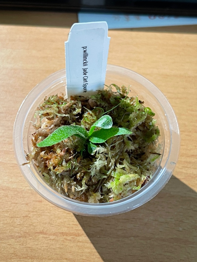 人気アイテム [JG b-b] willinckii Jade girl - sapi.org.sg