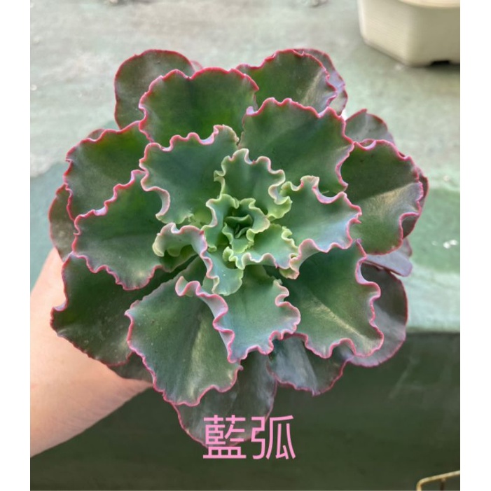 藍弧 一物一拍 多肉植物 含盆寄