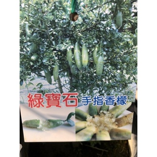 綠寶石 手指檸檬 /4吋苗植袋～嫁接食用果樹苖木⋯