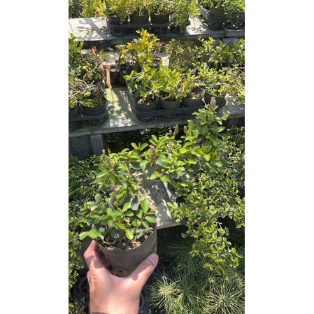 卉迎園藝 水蓮木苗 4吋盆 /觀賞植物/新興果樹
