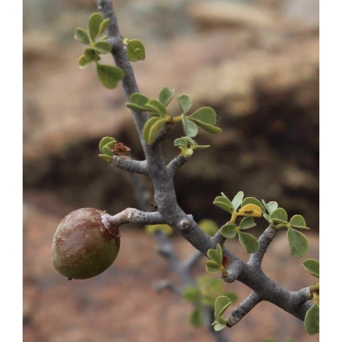 没藥種子commiphora capensis 這是冬型沒藥