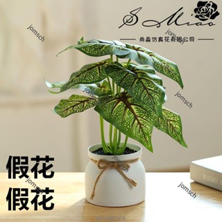 臺灣出貨 免運 仿真植物盆景 仿真植物盆栽 小盆栽 綠蘿 萬年青 龜背葉 辦公桌盆栽 人造植物裝飾 居家裝飾 盆景 盆栽