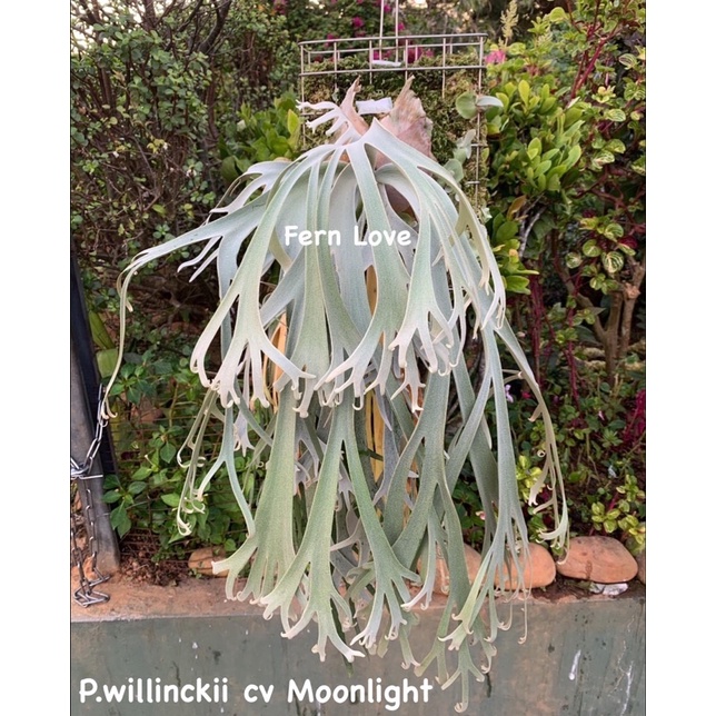 手数料安い P.willinckii 月光爪哇 植物/観葉植物 - education.semel